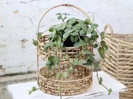 Chic Antique &mdash; Vesihyasinttikori