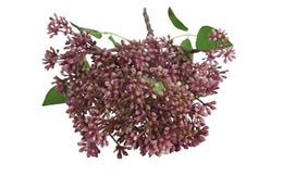 Koristekasvi &mdash; Prunus | Useita vaihtoehtoja