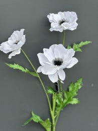 Koristekasvi &mdash; Anemone