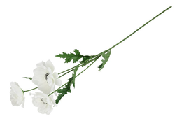 Koristekasvi &mdash; Anemone