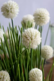 Chic Antique &mdash; Nurmilaukka