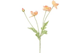 Koristekasvi &mdash; Kosmos | Useita vaihtoehtoja