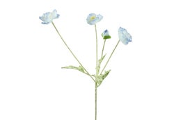 Koristekasvi &mdash; Kosmos | Useita vaihtoehtoja