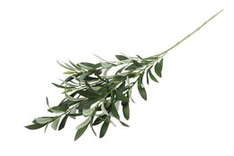 Koristekasvi | Oliivipuunoksa