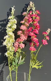 Koristekasvi &mdash; Ritarikannus | Useita vaihtoehtoja