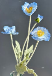 Koristekasvi &mdash; Kosmos | Useita vaihtoehtoja