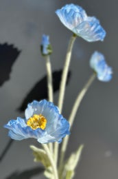 Koristekasvi &mdash; Kosmos | Useita vaihtoehtoja