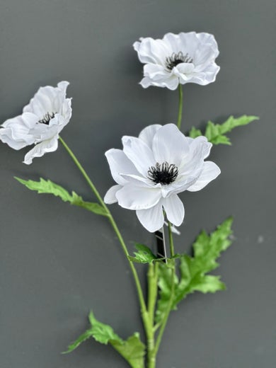 Koristekasvi &mdash; Anemone