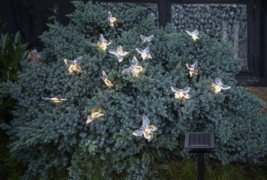 PAPILLON | Valosarja