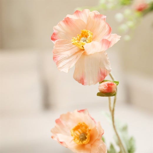 Koristekasvi &mdash; Kosmos | Useita vaihtoehtoja