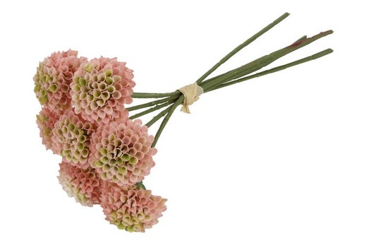 Koristekasvi |&nbsp;Daalia