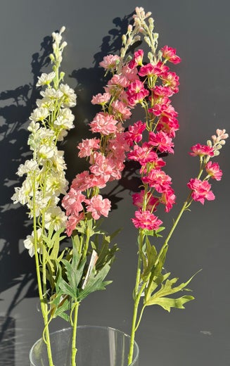 Koristekasvi &mdash; Ritarikannus | Useita vaihtoehtoja